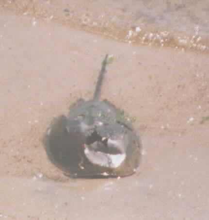Horseshoe Crab killed by a