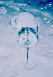 Mating horseshoe crabs, mud covered female in front
