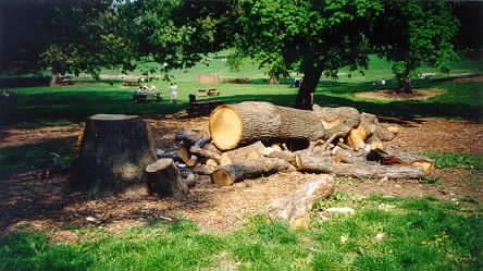 A tree in Prospect Park that appears to have been 141 years old when it was cut down.